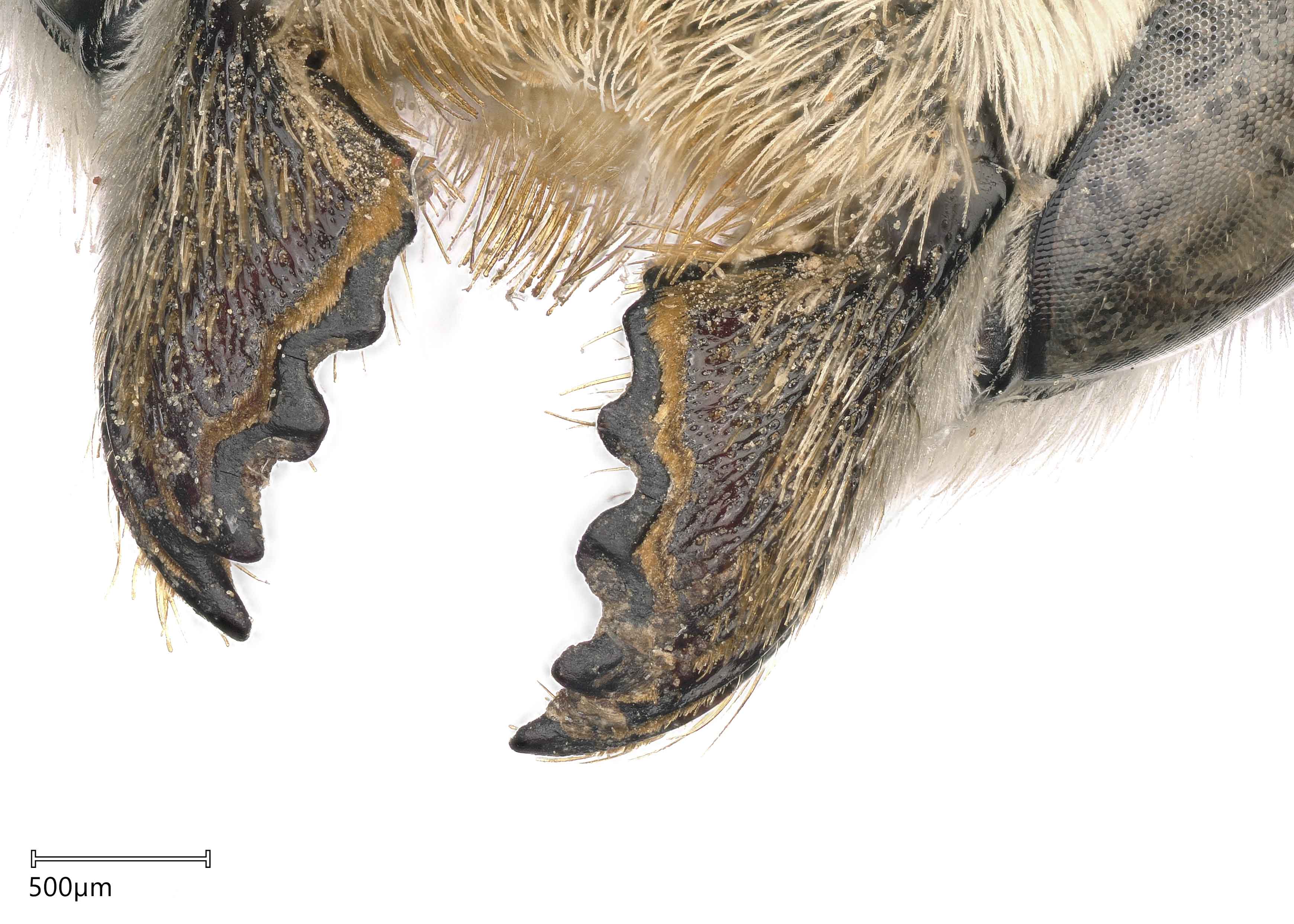   Megachilenbsp;discolor nbsp;female mandibles, photo: Joshua Hengel 
