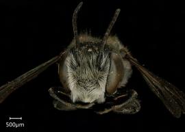   Chelostomoides otomita  male face, photo: Shaun Heller 
