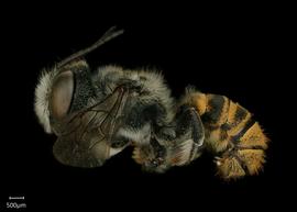   Chelostomoides otomita  male lateral habitus, photo: Shaun Heller 
