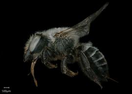   Megachile sublauritanbsp; female lateral habitus, photo: Shaun Heller 
