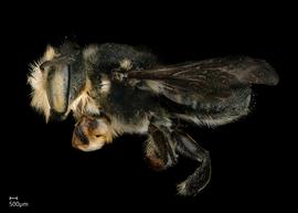   Megachile hypocritanbsp; male lateral habitus, photo: Jeni Sidwell 
