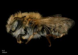   Megachile viator  male lateral habitus, photo: Jeni Sidwell 
