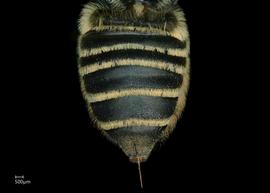   Megachile albitarsus  female abdomen, photo: Jeni Sidwell 

