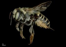   Megachile albitarsus  female lateral habitus, photo: Jeni Sidwell 
