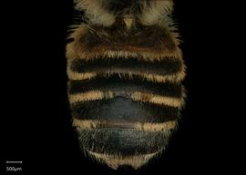   Megachile vestis  male abdomen, photo: Shaun Heller 
