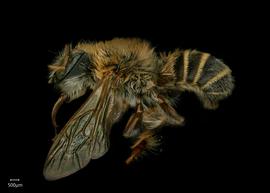   Megachile vestis  male lateral habitus, photo: Shaun Heller 
