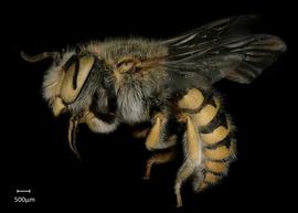   Anthidium paroselae nbsp;male lateral habitus, photo: Jeni Sidwell 
