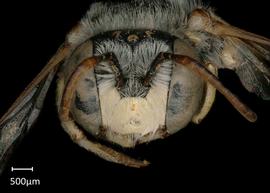   Anthidium jocosum nbsp;male face, photo: Jeni Sidwell 
