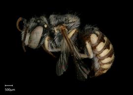   Anthidium jocosum nbsp;male lateral habitus, photo: Jeni Sidwell 
