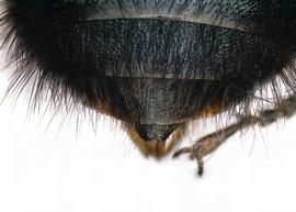   Osmia mustelina  male, dorsal view of the seventh tergum (T7), photo: Chelsey Ritner 
