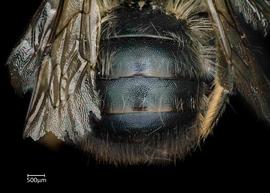   Osmia mustelina  male abdomen, photo: Chelsey Ritner 
