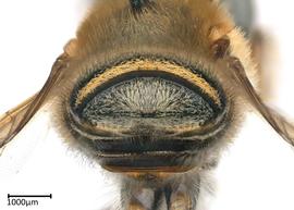   Megachile aztecanbsp; male apical terga, photo: Colleen Meidt 
