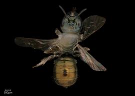   Ceratina ignara  female dorsal habitus, photo: Joshua Hengel 
