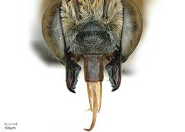  Megachile ( Pseudocentron ) sp.nbsp;female face, photo: Joshua Hengel 
