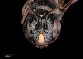   Ceratina ignara  female face, photo: Joshua Hengel 

