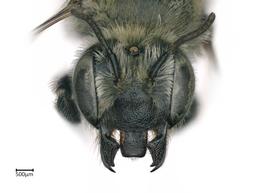   Megachilenbsp;sublaurita nbsp;female face, photo: Colleen Meidt
