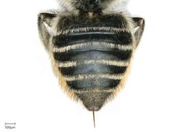   Megachile inscita nbsp;female abdomen, photo: Joshua Hengel 
