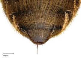   Megachile candida  female S6, photo: Joshua Hengel
