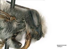   Megachilenbsp;lippiae nbsp;male head, photo: Colleen Meidt 
