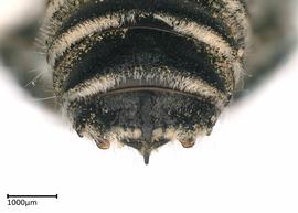   Megachile nevadensis nbsp;male apical terga, photo: Colleen Meidt 
