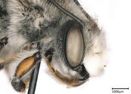   Megachile alata nbsp;male coxa, photo: Colleen Meidt 
