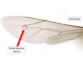   Apis mellifera  female hind wing distal abcissa absent, photo: C. Ritner 
