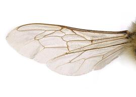   Apis mellifera  female wings, photo: C. Ritner 
