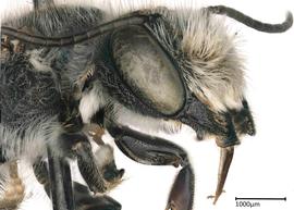   Chelostomoides otomitanbsp; male, photo:nbsp;Colleen Meidt 
