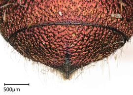   Ceratina eximia , female. photo: Chelsey Ritner 
