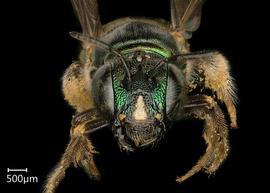   Ceratina eximia  female face, photo: Chelsey Ritner 
