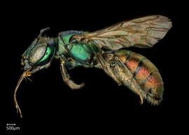   Ceratina eximia  female lateral habitus, photo: Chelsey Ritner 
