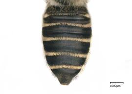   Megachile albitarsisnbsp; female abdomen, photo: Brooke Bagot 
