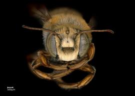   Megachile aztecanbsp; male face, photo: Colleen Meidt 
