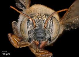   Megachile azteca  female face, photo: Chelsey Ritner 
