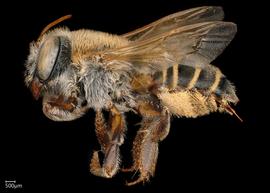   Megachile azteca  female lateral habitus, photo: Chelsey Ritner 
