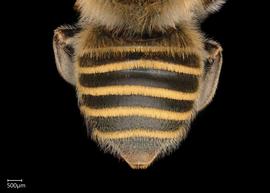  Megachile azteca  female abdomen, photo: Chelsey Ritner 
