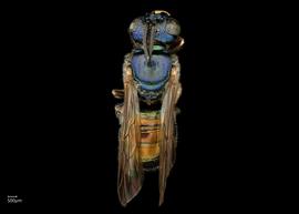   Ceratina eximia  male dorsal habitus, photo: Chelsey Ritner 
