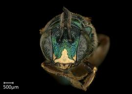   Ceratina eximia  male face, photo: Chelsey Ritner 
