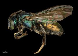   Ceratina eximia  male lateral habitus, photo: Chelsey Ritner 
