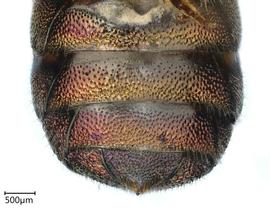   Ceratina eximia , female. photo: Chelsey Ritner 
