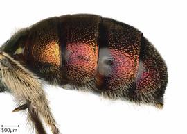   Ceratina eximia , female lateral abdomen. photo: Chelsey Ritner 
