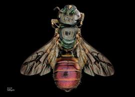   Ceratina eximia  female dorsal habitus, photo: Chelsey Ritner 
