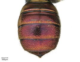   Ceratina eximia , female abdomen. photo: Chelsey Ritner 

