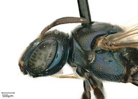   Ceratina sp.nbsp; Photo: Chelsey Ritner 
