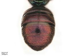   Ceratina sp.  male abdomen. photo: Chelsey Ritner 
