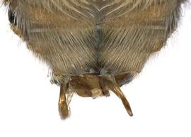   Hoplostelis bivitatta  male S6 with lateral teeth, photo: C. Ritner 
