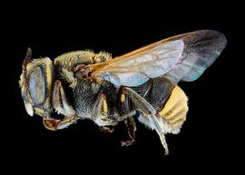   Hoplostelis bivittata  male lateral habitus, photo: C. Ritner 
