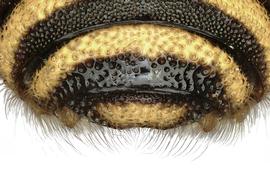   Hoplostelis bivitatta  male T7 apical margin simple and not bilobed, photo: C. Ritner 
