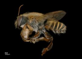   Megachile aztecanbsp; male lateral habitus, photo: Colleen Meidt 
