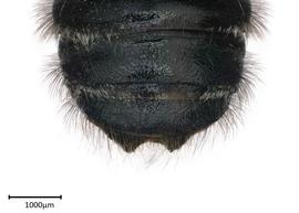   Megachilenbsp;gemula nbsp;male apical terga), photo: Colleen Meidt 
